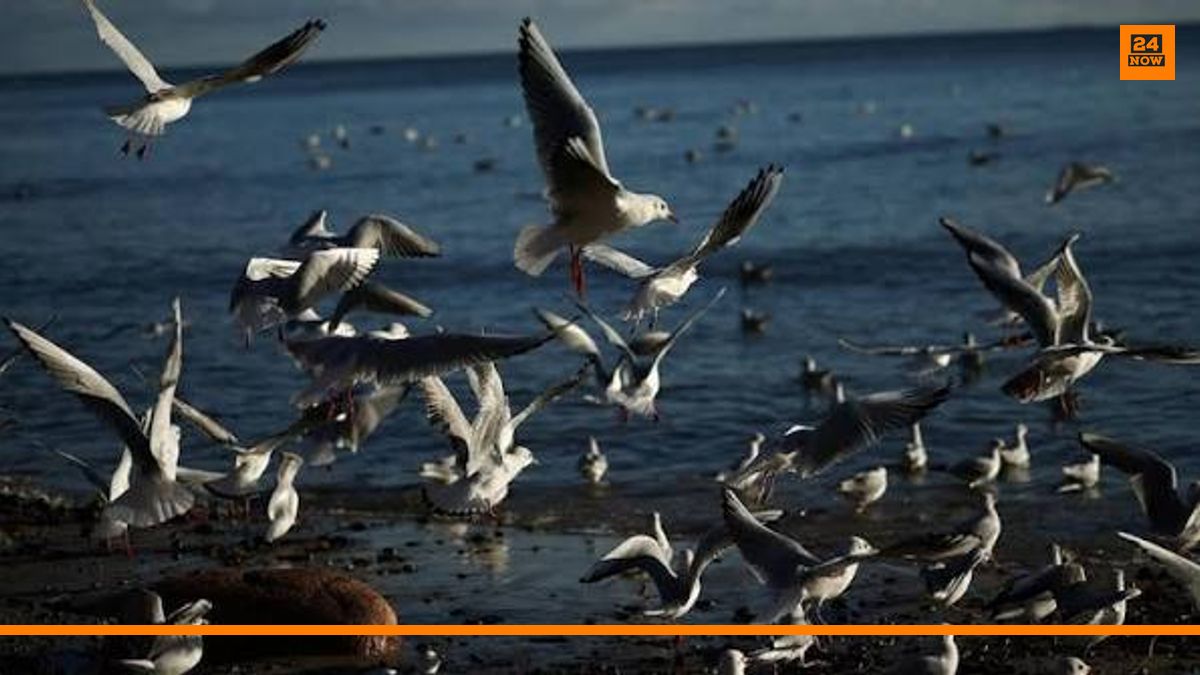 Bird Flu Alert: Australian Wildlife Vulnerable as Outbreak Reaches Nation